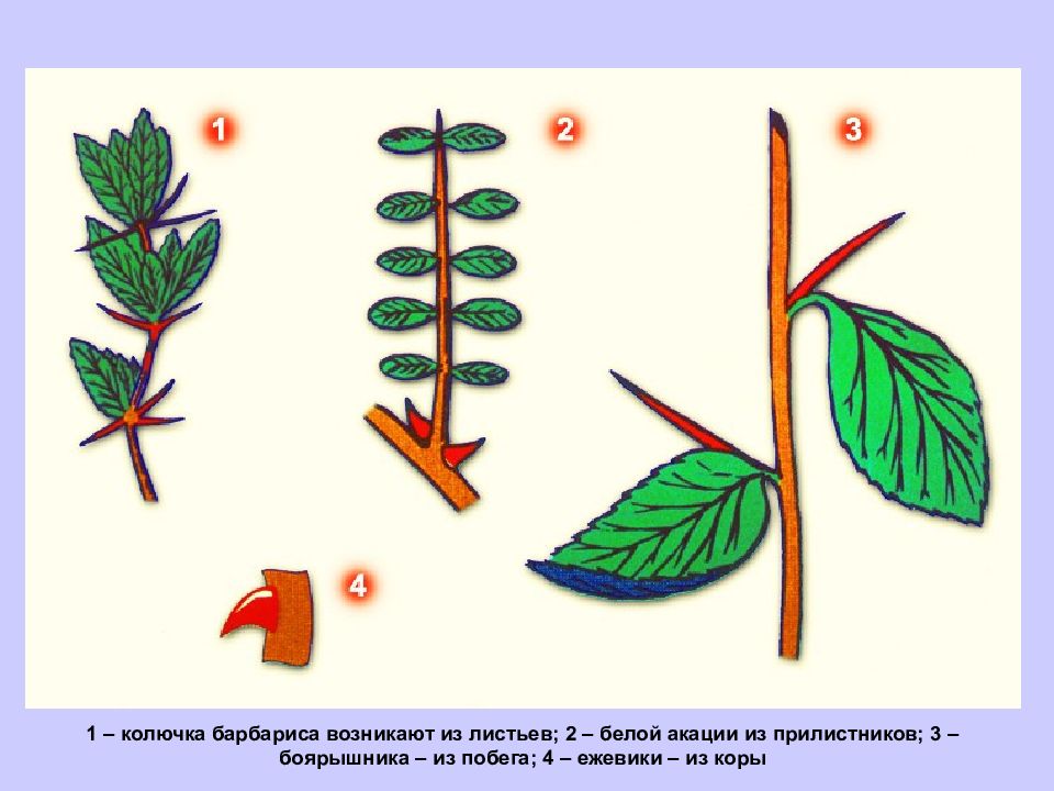 Аналогичные органы растений. Колючки барбариса и колючки ежевики. Колючки барбариса и колючки боярышника гомологичные или аналогичные. Колючки барбариса и колючки боярышника.