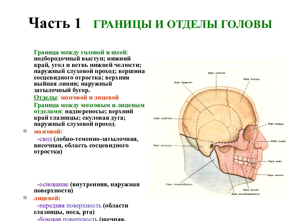 Свод головного мозга. Граница между головой и шеей. Граница между мозговым и лицевым отделом черепа. Границы лобно-теменно-затылочной области. Выйная линия черепа.