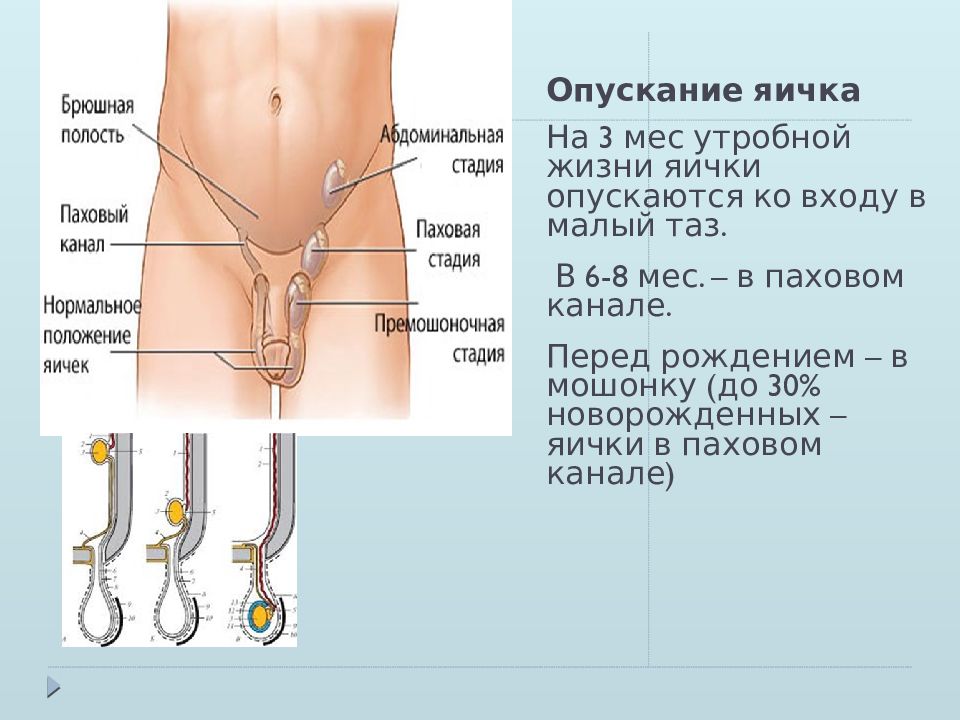 Схема опускания яичка