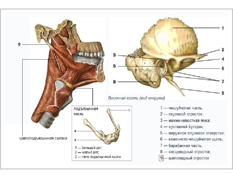 Клыковой ямки. Шиловидный отросток височной кости анатомия. Связка шиловидного отростка височной кости. Синдром шиловидного отростка игла Стерлинга. Височная кость черепа анатомия человека.