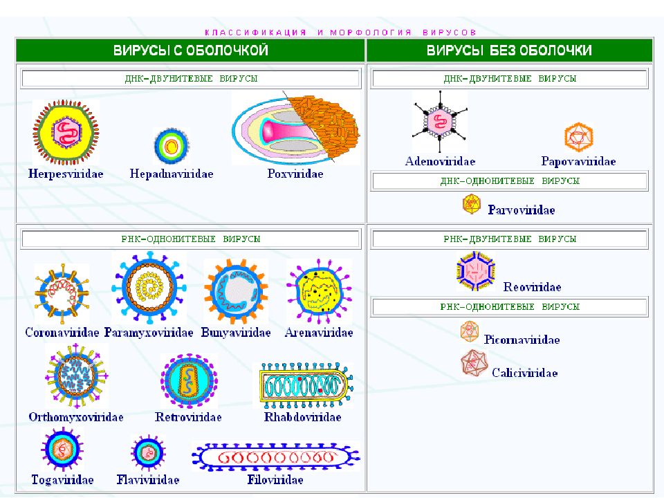 Общая вирусология презентация микробиология