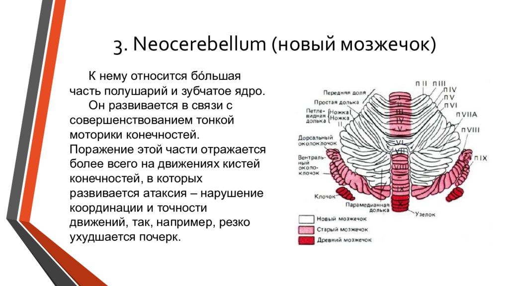 Презентация про мозжечок