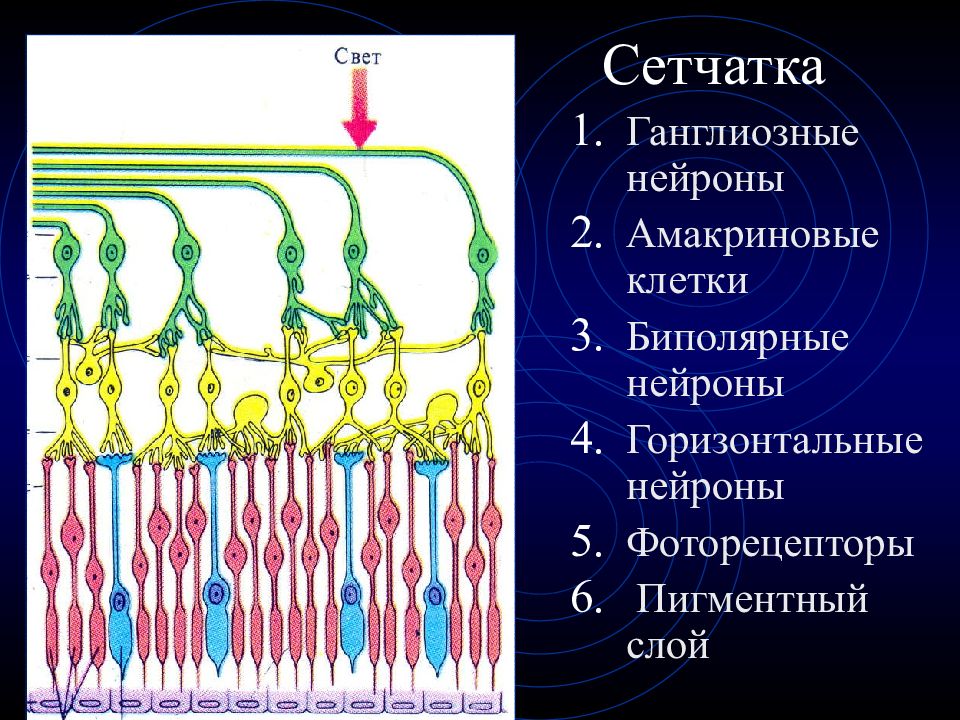 Горизонтальные клетки. Амакриновые клетки сетчатки. Строение сетчатки амакриновые клетки. Слои сетчатки биполярные клетки. Ганглионарные Нейроны сетчатки.