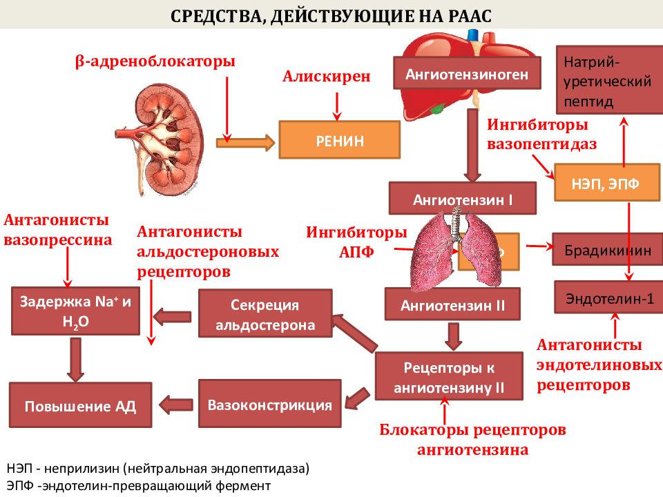 Ингибиторы и разобщители. Блокаторы кальциевых. ингибиторы кальциевых каналов. блокаторы кальциевых каналов. блокаторы кальциевых каналов и ингибиторы апф.