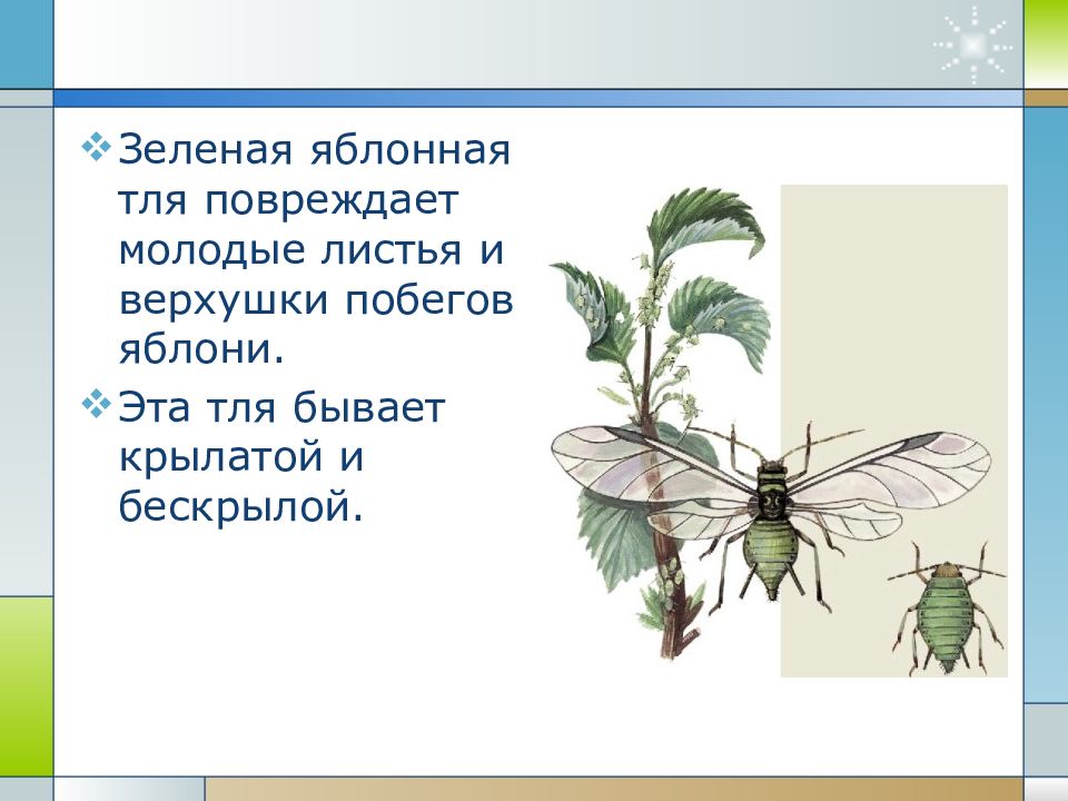 Проект по биологии 7 класс на тему насекомые переносчики заболеваний человека