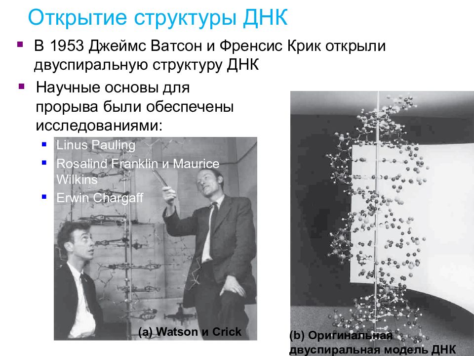 Открытие структуры днк презентация