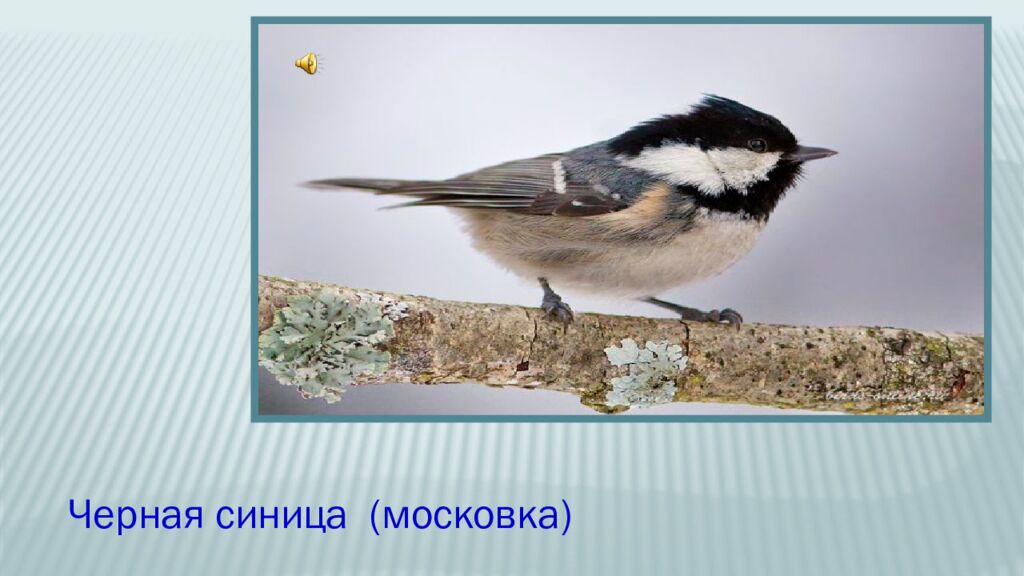 12 ноября – Синичкин день