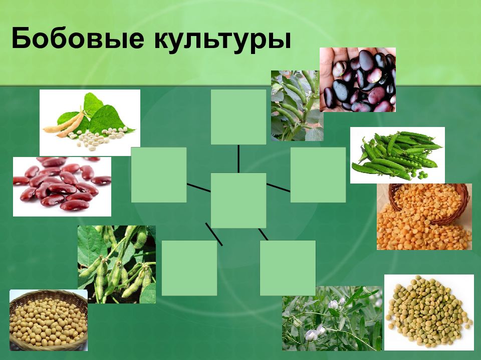 Виды бобов. Бобовые культуры. Зернобобовые культуры. Бобовые культурные растения. Разновидности бобовых.