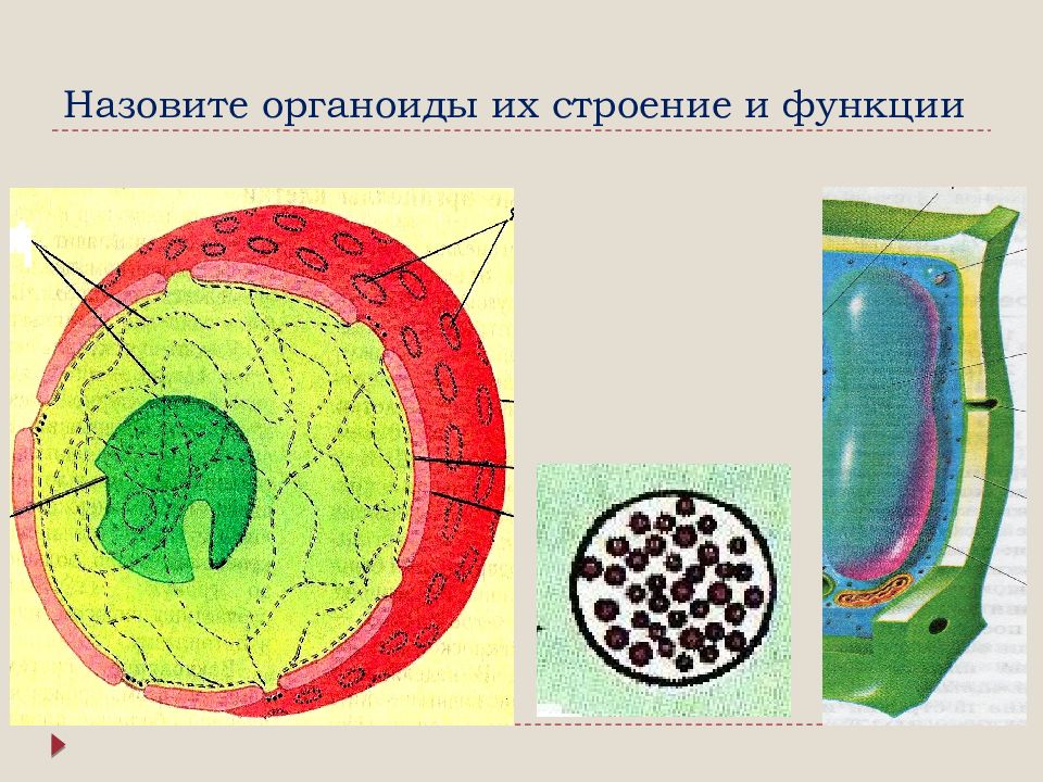 Клеточное строение 7 класс. Рассмотрите рисунок 6 назовите органоиды клетки. многоклеточные строение организмы органоиды рисунок.