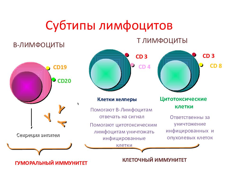 Продуцируют лимфоциты. Функция т лимфоцитов и б лимфоциты.