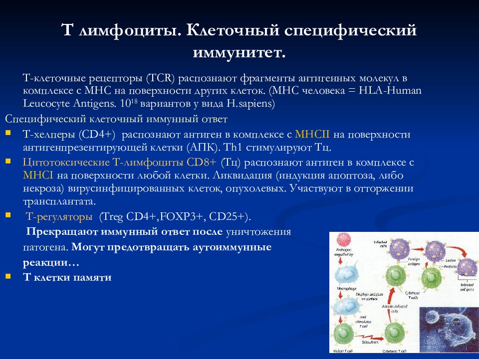 Характеристика клеточных реакций иммунитета. Лимфоциты специфический иммунитет. Специфический клеточный иммунитет. Клеточные факторы специфического иммунитета. Клеточный иммунитет лимфоциты.