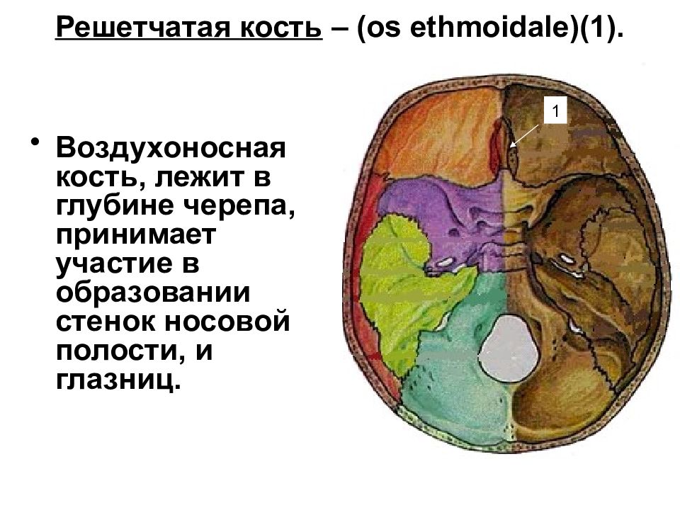 Решетчатая кость мозгового черепа. Лабиринт решетчатой кости на черепе. Решетчатая кость воздухоносная. Решетчатая кость пластинки. Решетчатая кость кость.