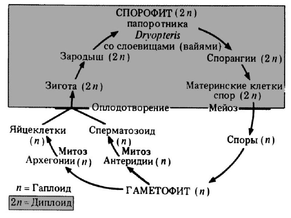 Цикл развития папоротника схема с описанием