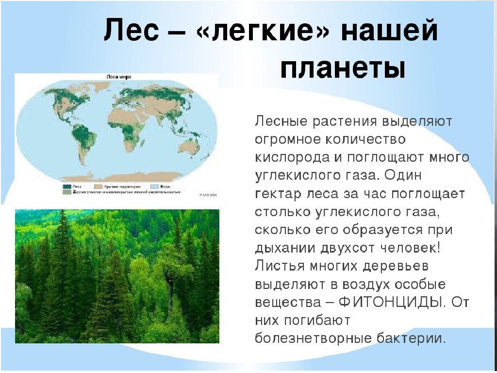 Как называют легкую. Леса легкие планеты. Леса легкие нашей планеты. Лес легкие нашей планеты. Легкие нашей планеты.