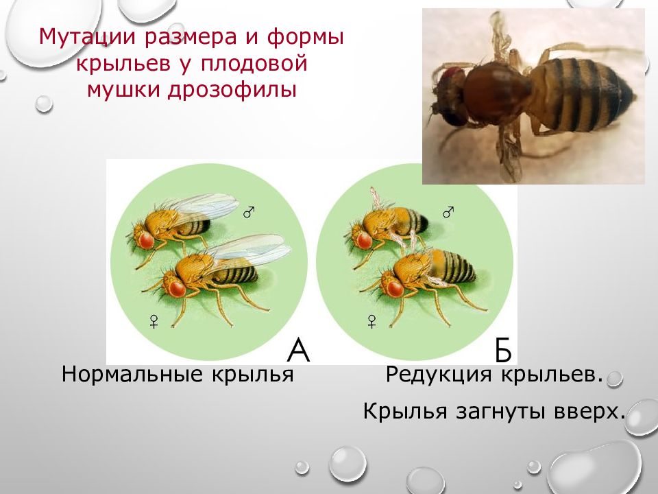 Нормальная форма глаз дрозофилы. Памятник мошке дрозофилы. Мутации дрозофилы. Форма крыльев у дрозофилы. Муха дрозофила мутации.