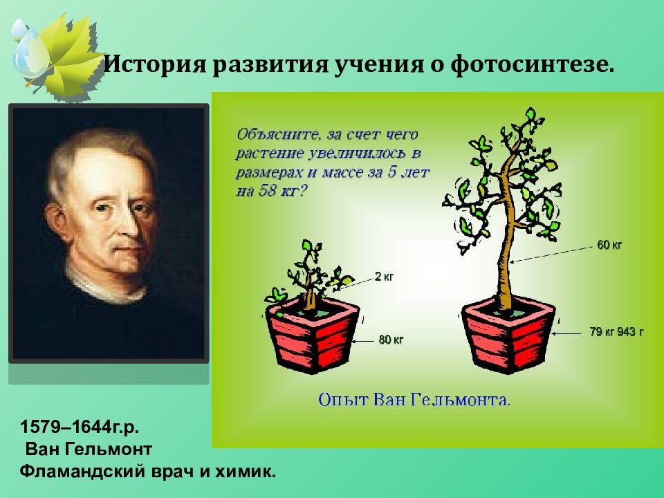 Какой ботаник изучает фотосинтез. Ван Гельмонт фотосинтез. Презентация на тему фотосинтез. Исследование фотосинтеза. История развития учения о фотосинтезе.