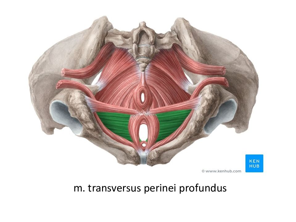 Montagem vozes profundus. Топографическая анатомия малого таза. Топографическая анатомия промежности. Топографическая анатомия малого таза и промежности. Анатомия малого таза мужчины.