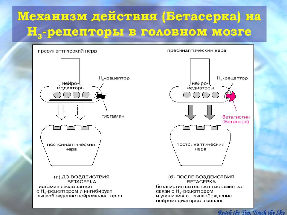 Гистаминовые рецепторы. Н3 гистаминовые рецепторы. Н1 гистаминовые рецепторы локализация. Блокаторы h3-гистаминовых рецепторов. Блокаторы н3 гистаминовых рецепторов.