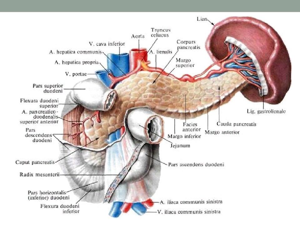 Печень поджелудочная железа селезенка. Анатомия пространство под селезенкой. Поджелудочная железа и тонкий кишечник. Поджелудочная железа крысы топография.