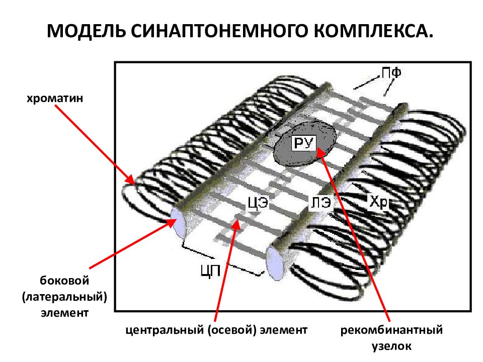 Боковой элемент. Синаптонемальный комплекс в мейозе. Образование синаптонемного комплекса. Строение синаптонемного комплекса. Синаптонемный комплекс генетика.