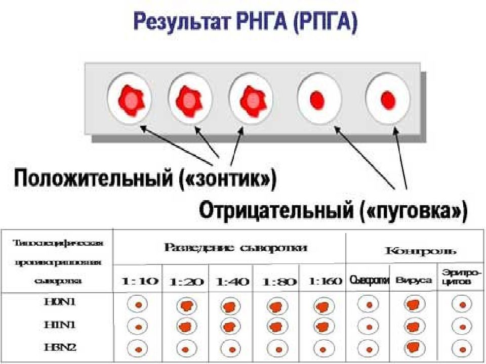 Рнга микробиология схема