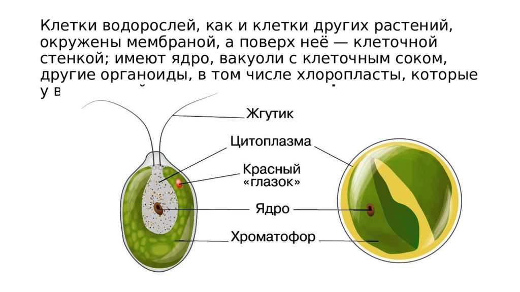 В клетках водорослей содержится. Клетка водоросли. Строение водорослей 5 класс. Ризоиды функции у растений. Функции красного глазка у водорослей.