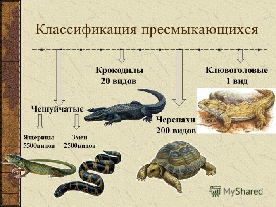 Презентация многообразие пресмыкающихся биология 7 класс