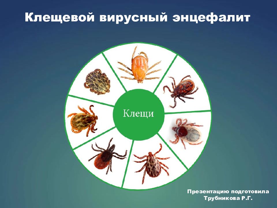 Клещевой вирусный энцефалит Презентацию подготовила Трубникова Р.Г