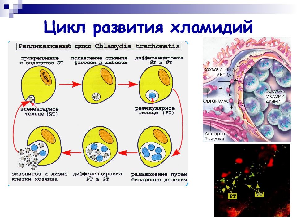 Размножение хламидий. Хламидии форма бактерии. Цикл развития хламидии трахоматис. Хламидий микробиология. Микробиология хламидии трахоматис.