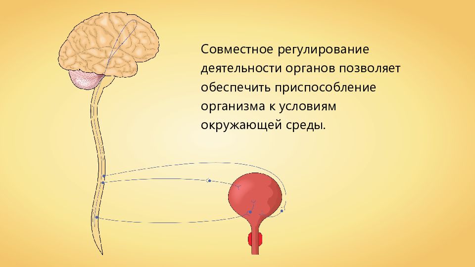 Органы чувств регуляция деятельности организма презентация