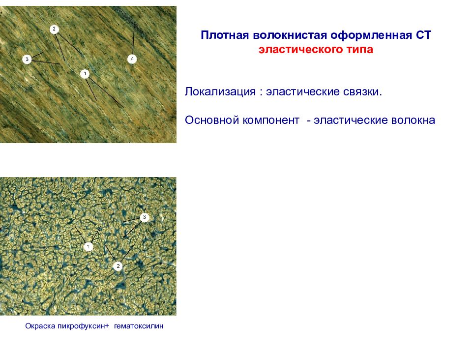 Волокнистые культуры презентация