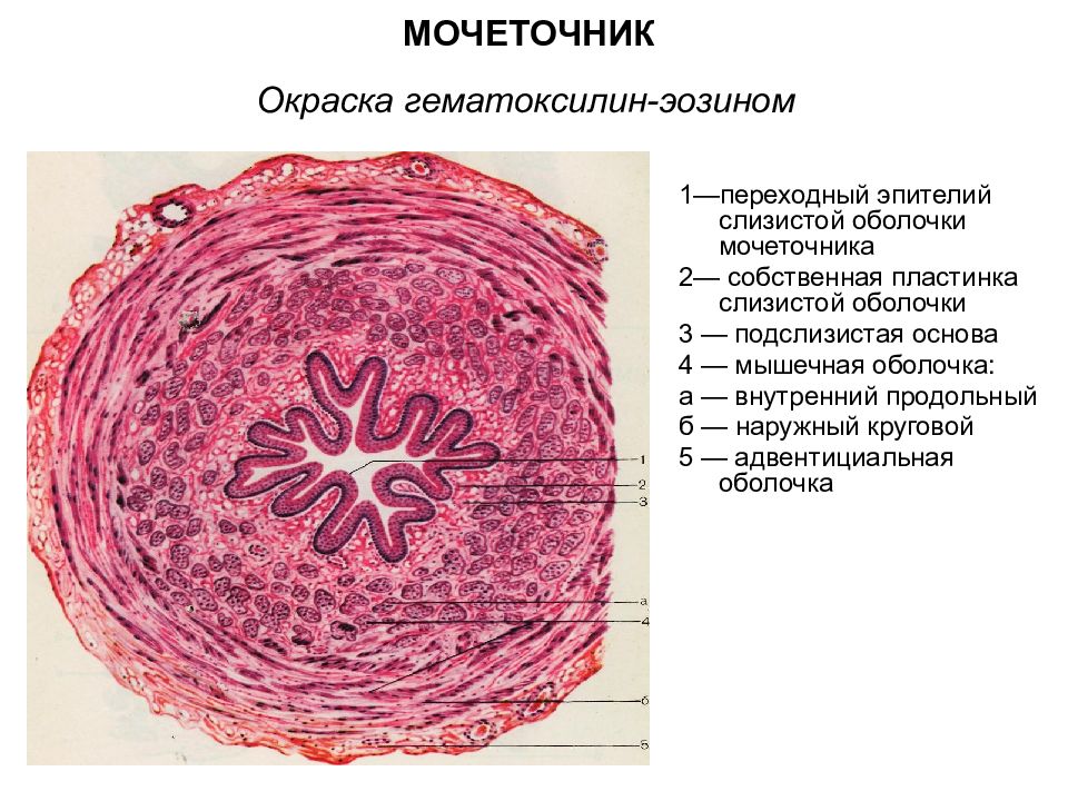 Стенки мочеточника