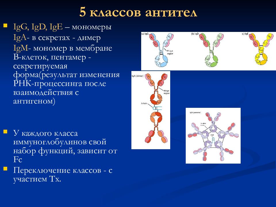 Рнк антитела. Классы антител. 5 Классов антител. 5 Класс антитела это. IGG димер.