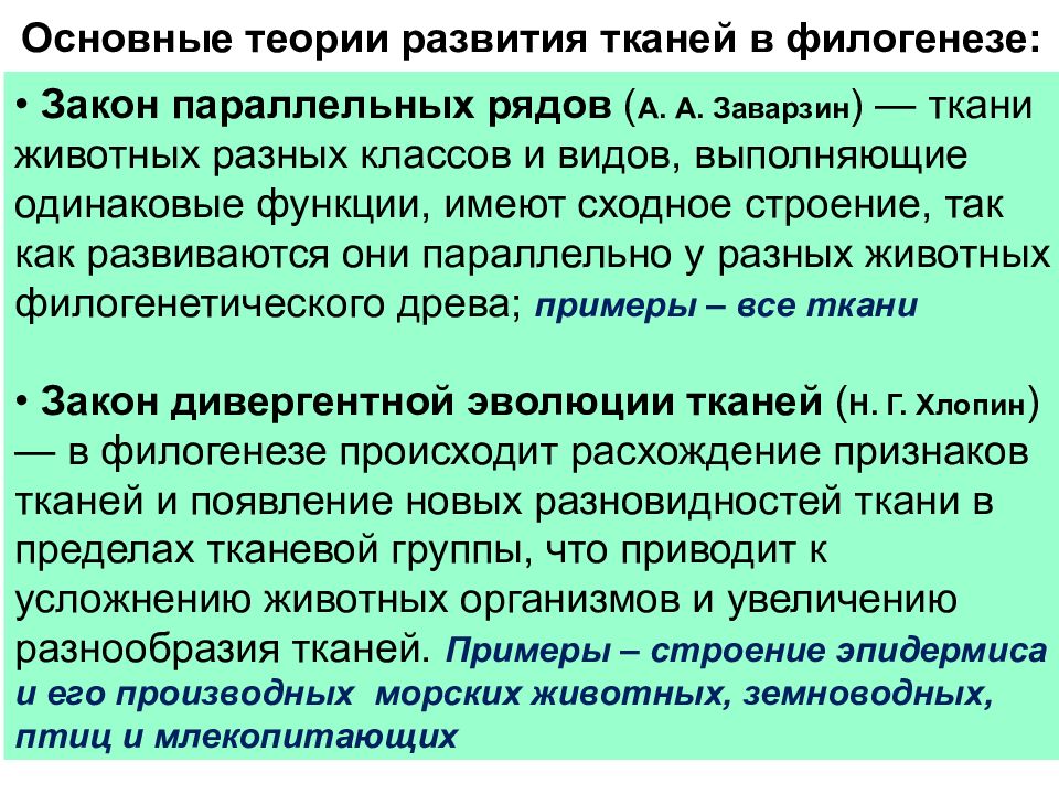 2 развитие тканей. Теория эволюции тканей. Теория параллельных рядов тканевой эволюции а а Заварзина. Теории тканевой эволюции. Концепция дивергентного развития тканей в фило и онтогенезе.