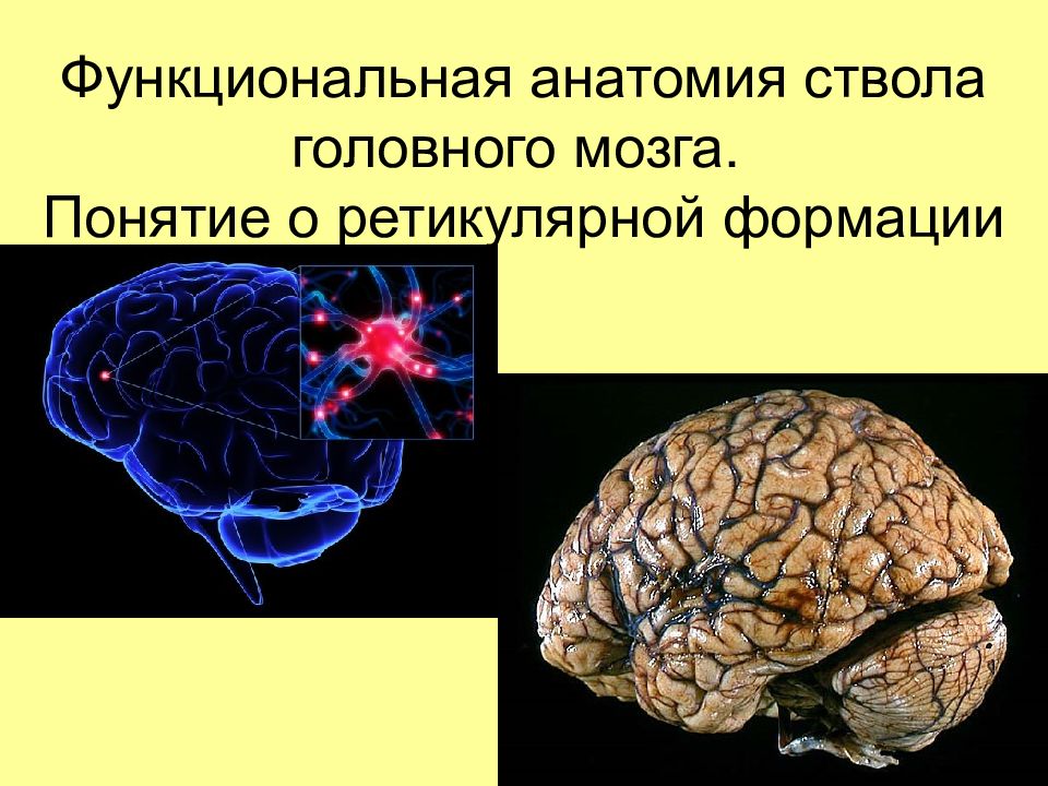 Головной мозг презентация по анатомии