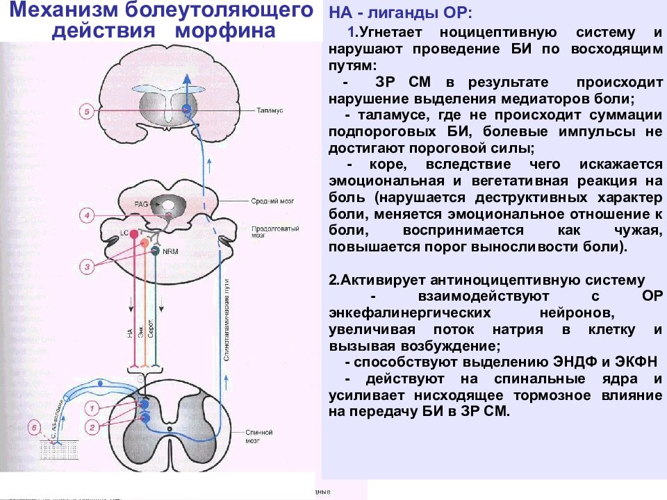 Каков механизм действия. Механизм анальгезирующего действия морфина. Морфин механизм действия. Механизм болеутоляющего действия опиоидных анальгетиков. Механизм действия морфина при ОЛЖН.