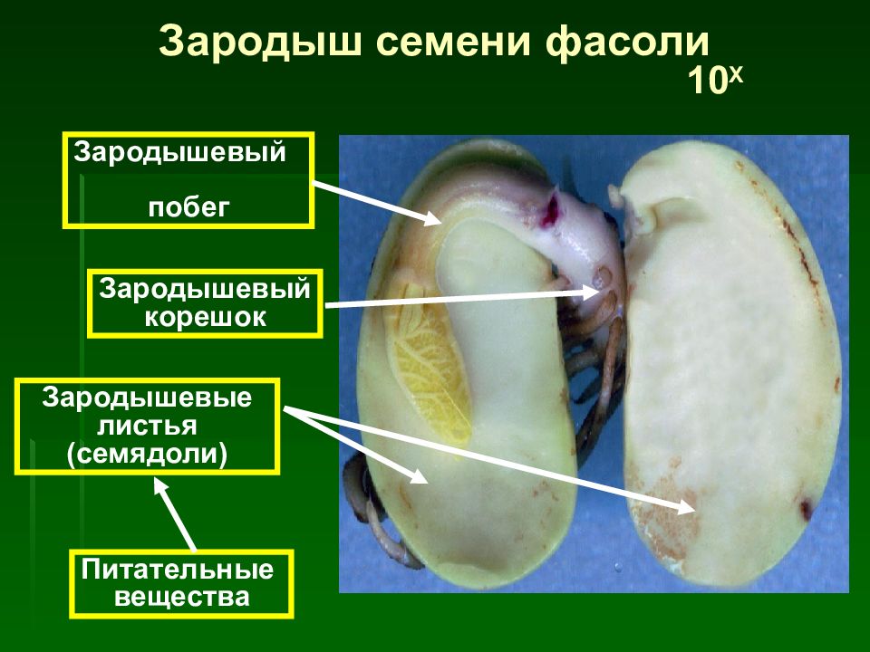 Строение зародыша фасоли рисунок