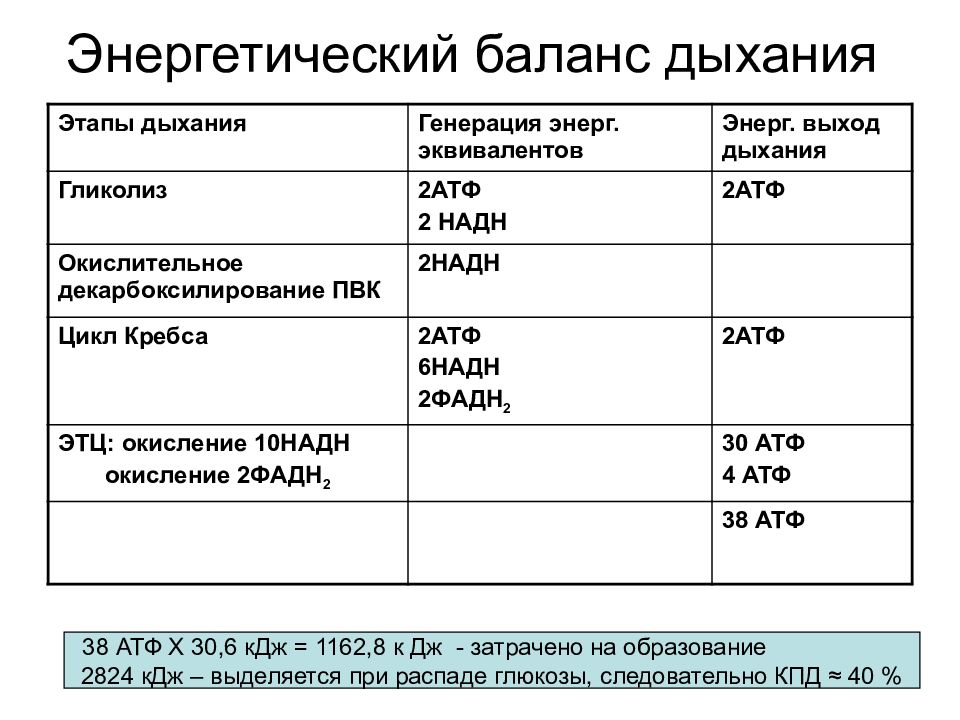 Образование атф при дыхании. Энергетический выход дыхания. Энергетическая ценность дыхания. Энергетический баланс дыхания. Энергетическая ценность процесса дыхания.