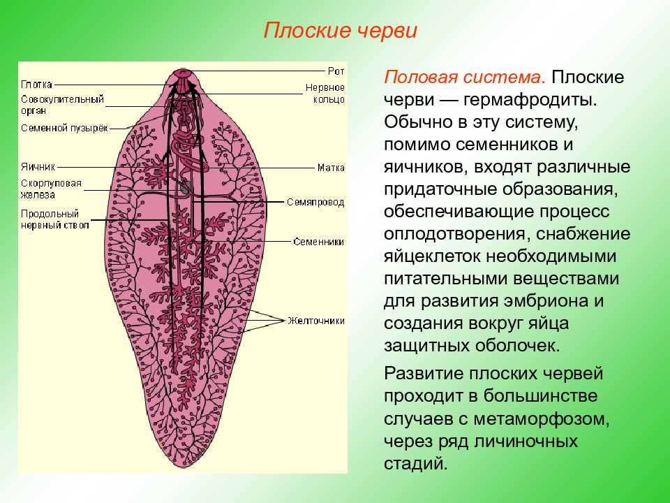 Тип плоские черви (plathelminthes). Семяпровод у плоских червей. Плоские черви семенники. Совокупительный орган плоских червей.