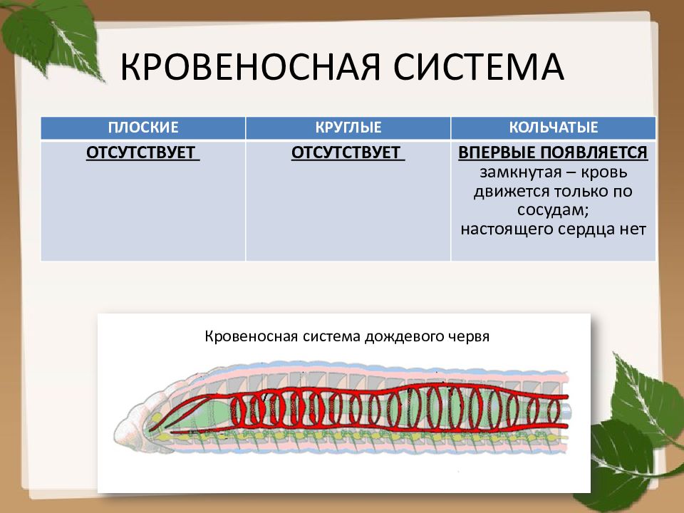 Черви егэ биология презентация