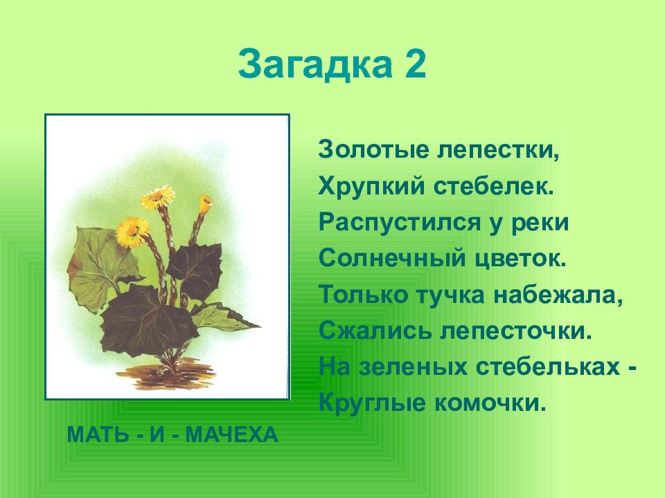 Золотая загадка. Загадки про первоцветы для дошкольников. Загадки про первоцветы для детей. Загадки для дошкольников примула. Загадки о весенних цветах.