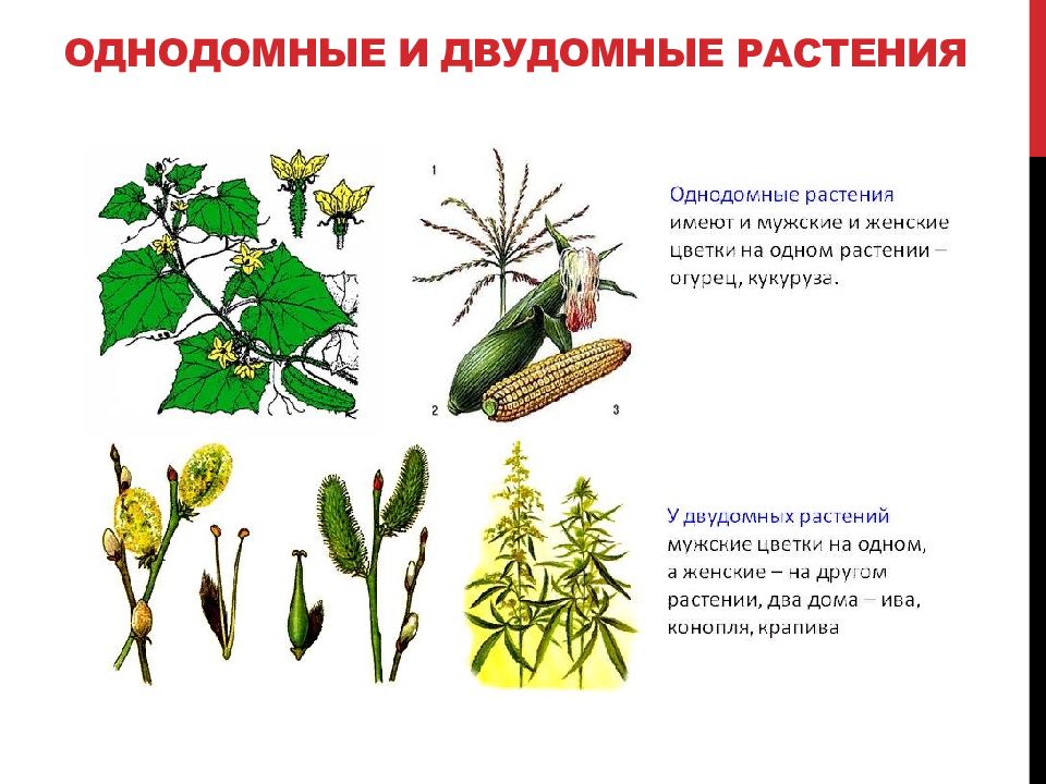 Однодомные и двудомные цветки. Крапива однодомное или двудомное. Однодомные растения Голосеменные. Однодомное или двудомное.