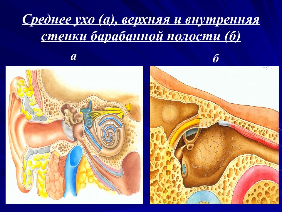 Среднее ухо презентация