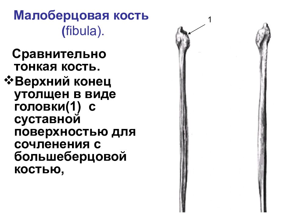 4 малоберцовая кость. Головка малоберцовой кости анатомия. Кости голени малоберцовая кость. Малоберцовая кость анатомия человека. Строение большеберцовой и малоберцовой кости.