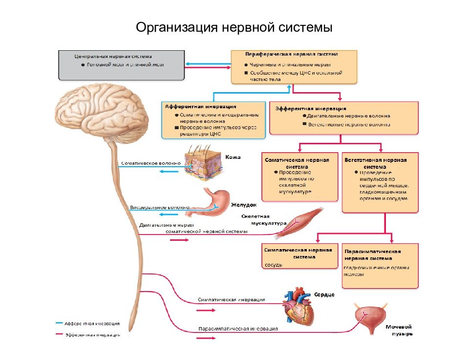 Нарисуйте схему подразделения нервной системы на центральную и периферическую 8 класс