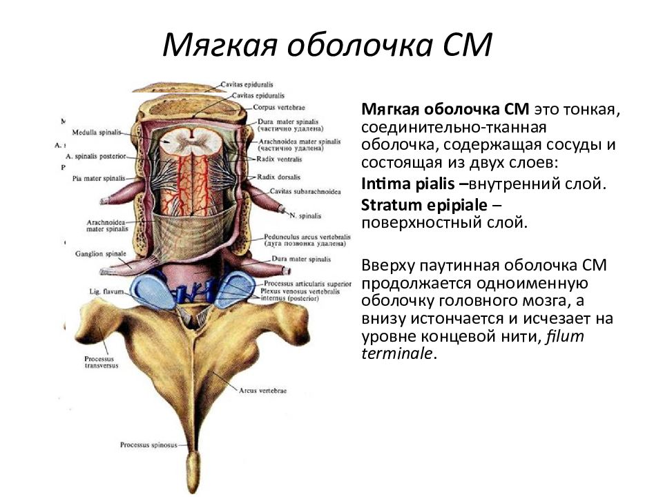 Схема оболочки головного и спинного мозга