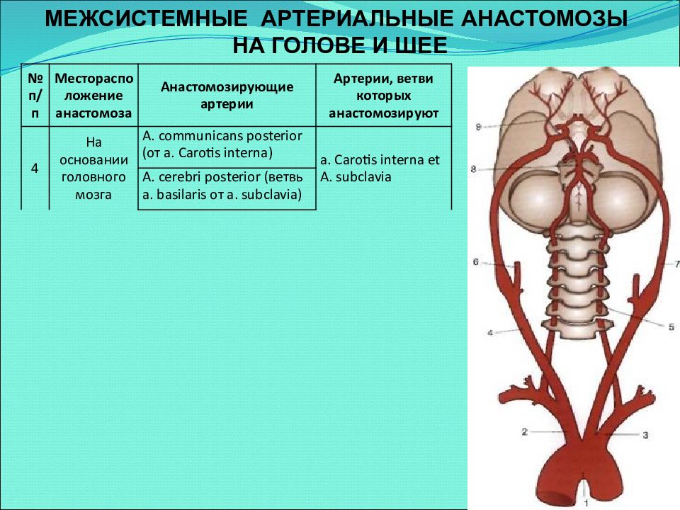 Артерии головы и шеи презентация