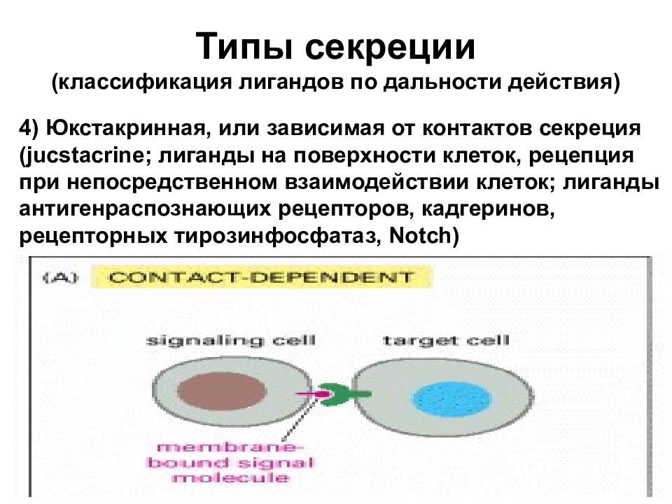 В чем проявляется рецепторная функция кожи кратко. Типы секреции. Типы секреции бактерий. Юкстакринная регуляция. Межклеточные взаимодействия.