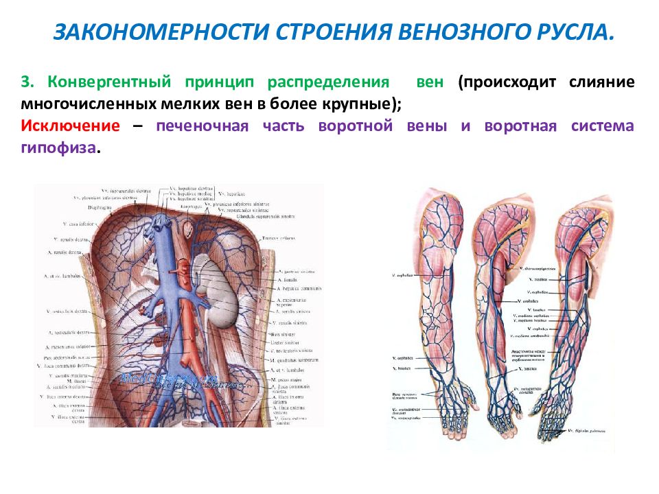 Венозная система схема