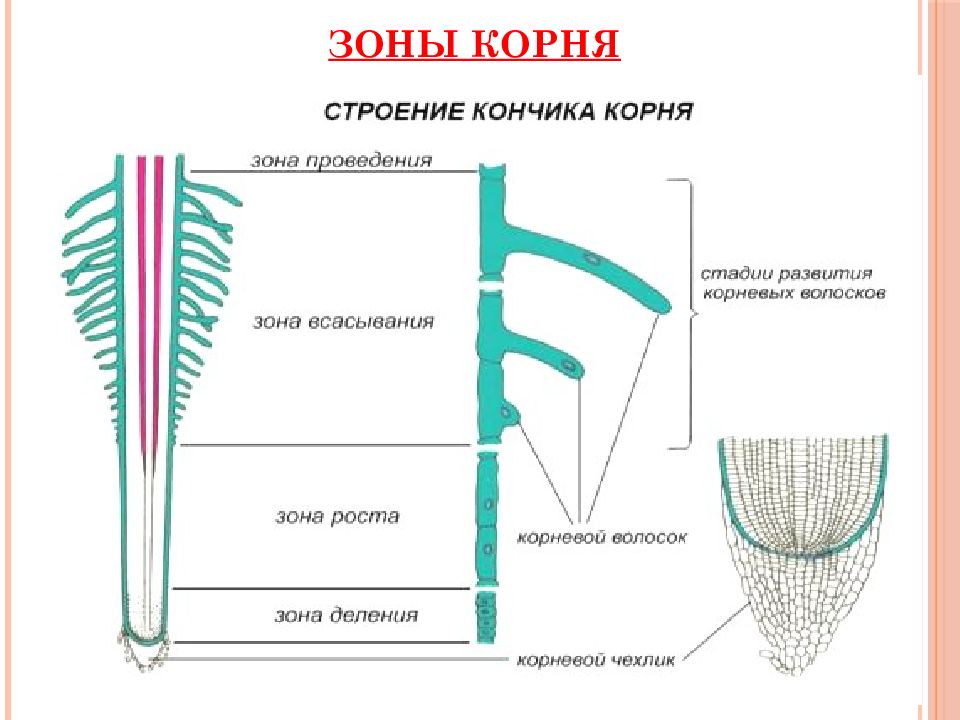 4 зоны корня